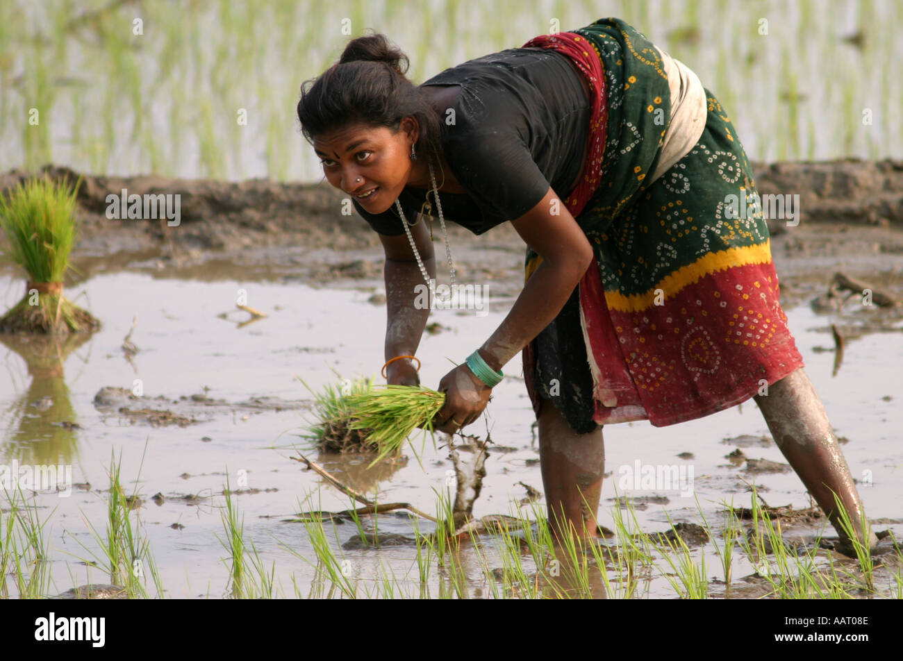 Les jeunes de riz népalais Chitwan semoir Banque D'Images