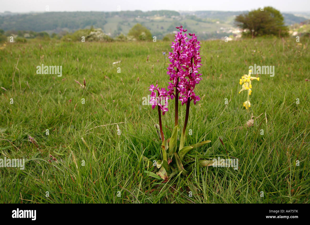 Early Purple Orchid Orchis mascula sur Minchinhampton commun dans les Cotswold Hills Banque D'Images