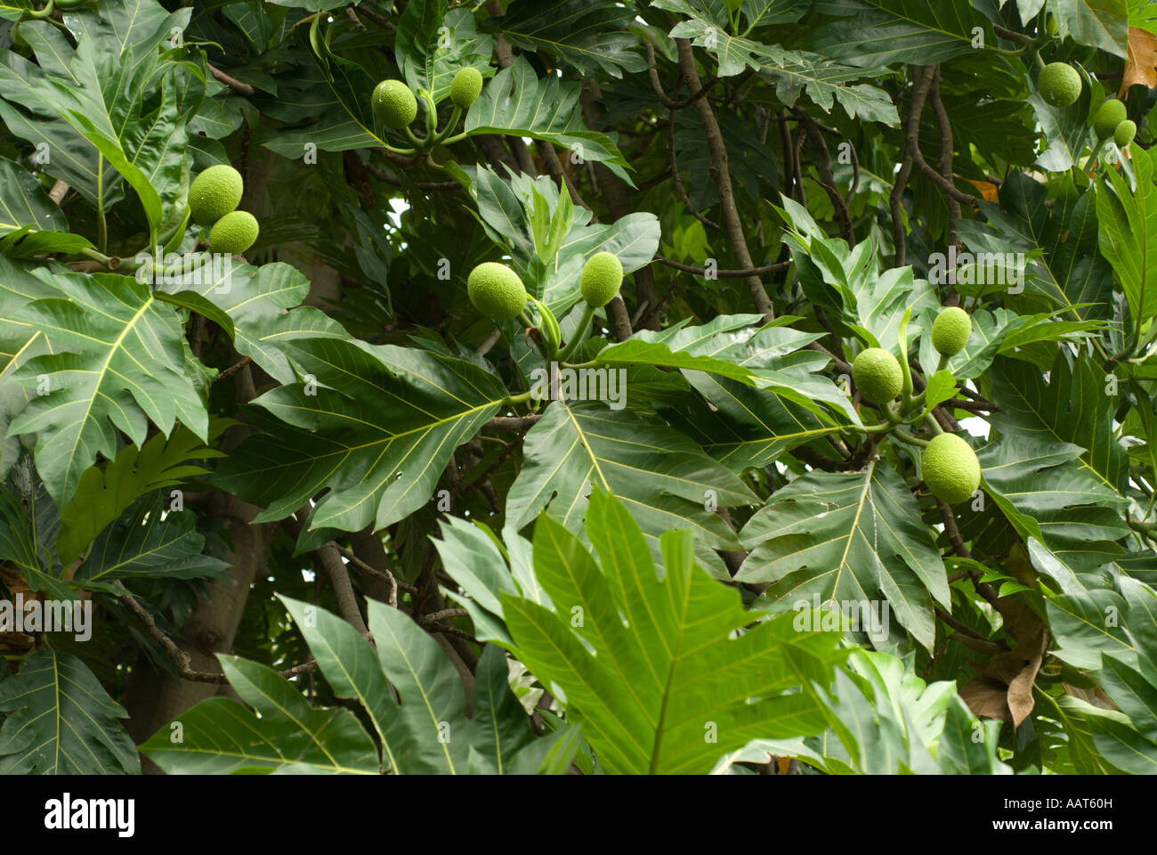 Arbre à pain Artocarpus altilis Foster Botanical Garden Honolulu Oahu ...