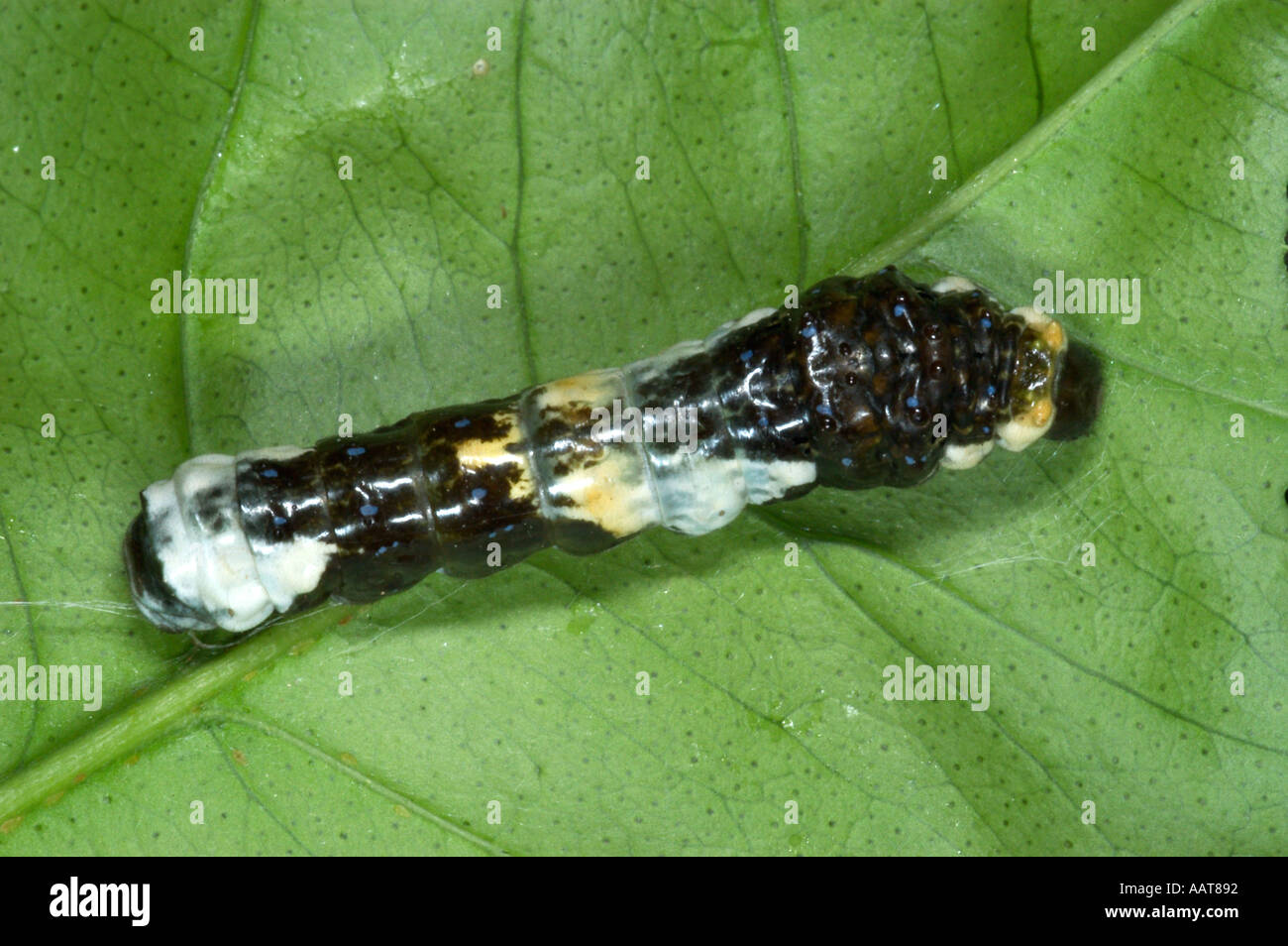 Grand porte-queue Papilio cresphontes caterpillar appelé chien orange ou orange chiot peut être un ravageur dans les vergers d'agrumes Banque D'Images