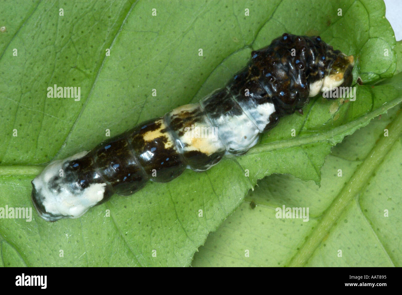 Grand porte-queue Papilio cresphontes caterpillar appelé chien orange ou orange chiot peut être un ravageur dans les vergers d'agrumes Banque D'Images