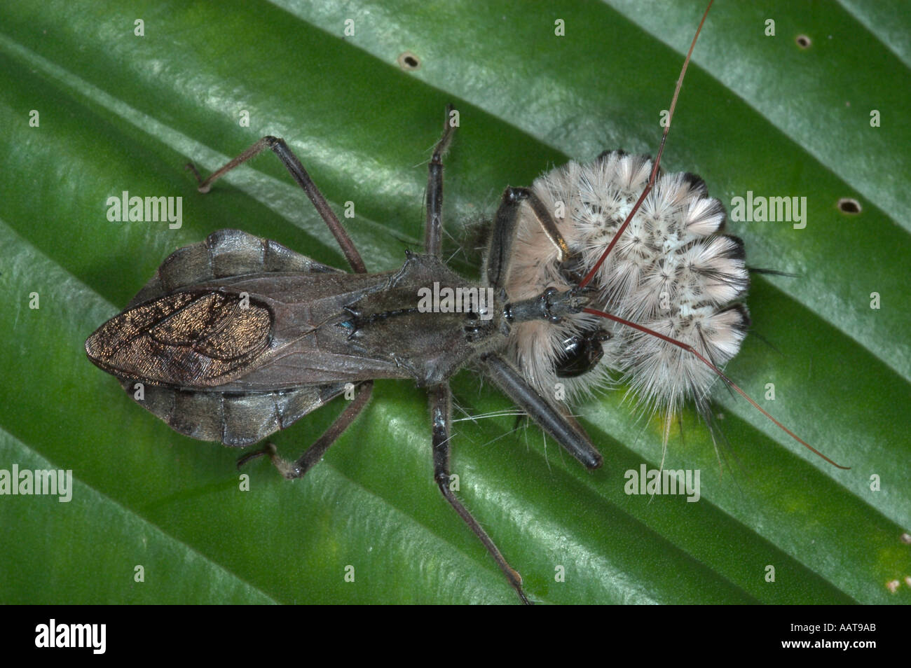 Bug de roue de manger de l'ours laineux Arilus cristatus caterpillar prédatrice bug dans la famille Reduviidae bug assassin Banque D'Images
