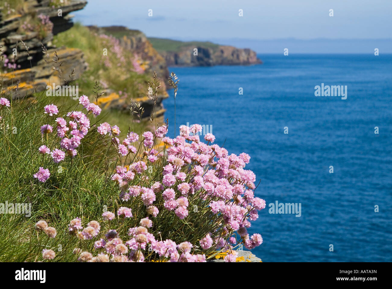 dh Armeria Maritima UK Coast THRIFT SEA PINS CAITHNESS Seacliff Fleur côtière de la mer du Nord dans la flore de fleurs de printemps sauvages écossaises cliff ecosse Banque D'Images