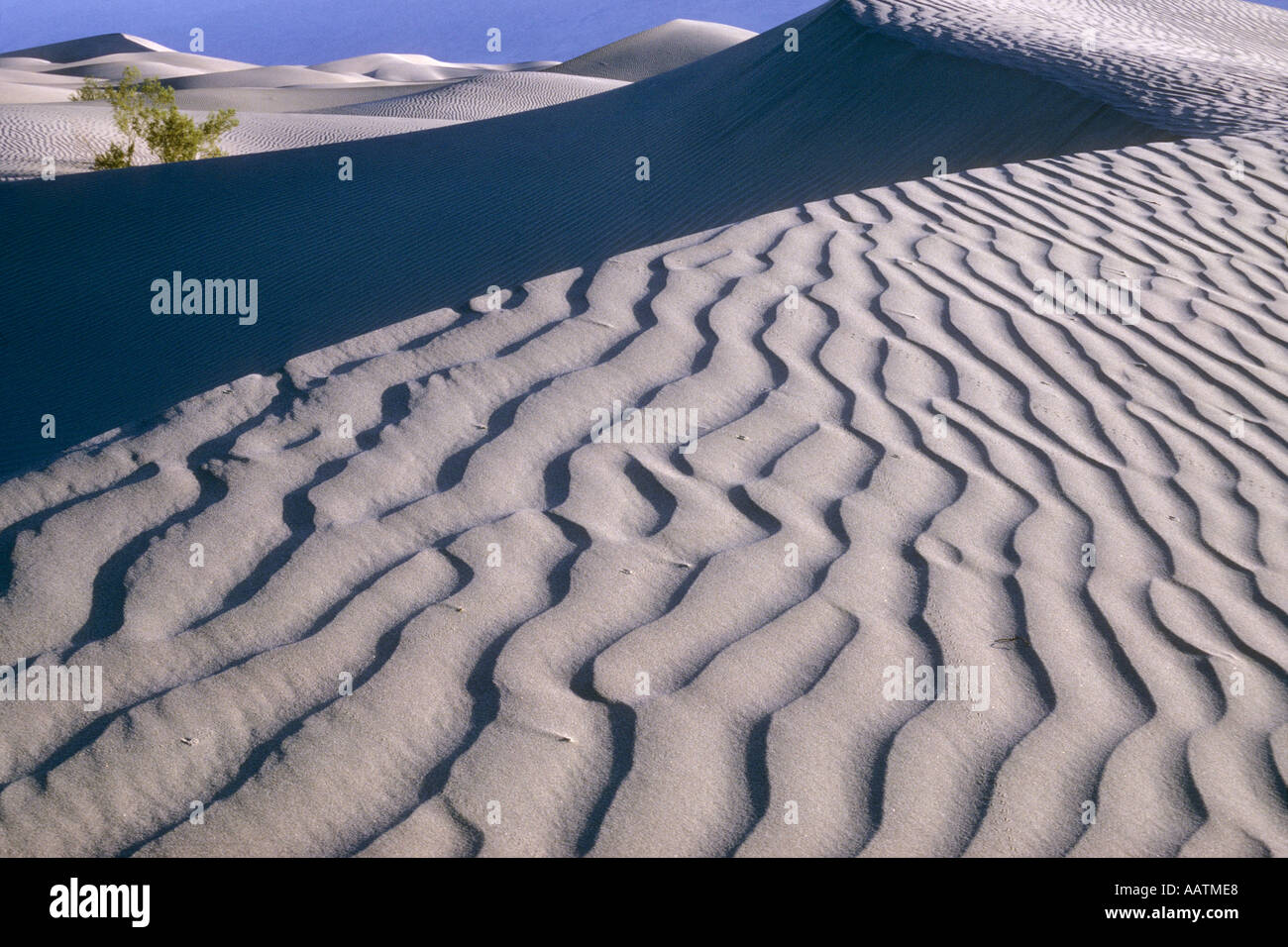 Télévision Mesquite sand dunes at dawn Death Valley National Park Californie USA Banque D'Images
