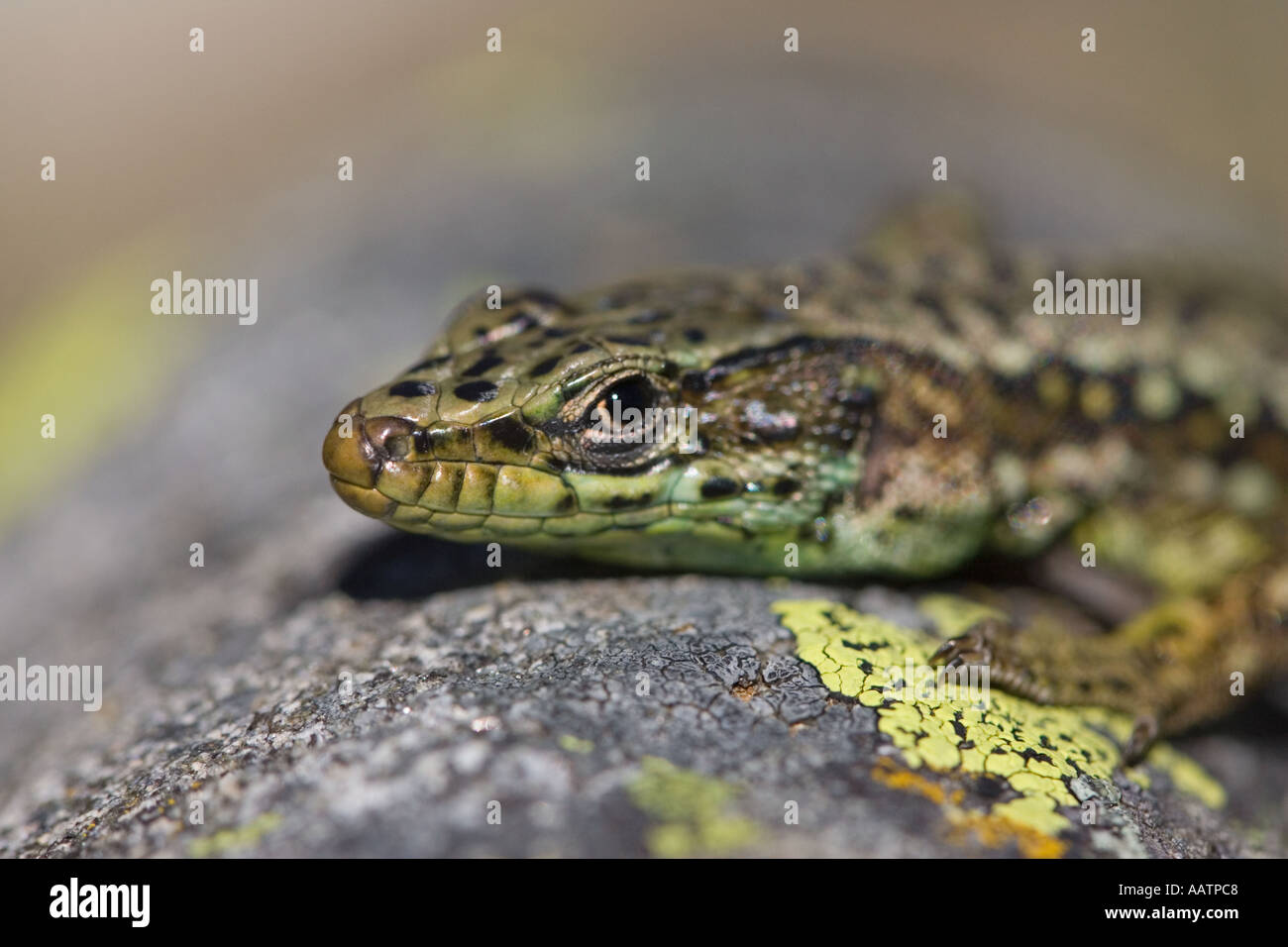 Close up of Spanish Wall Lizard (Iberolacerta cyreni), Sierra de Grados, Espagne Banque D'Images