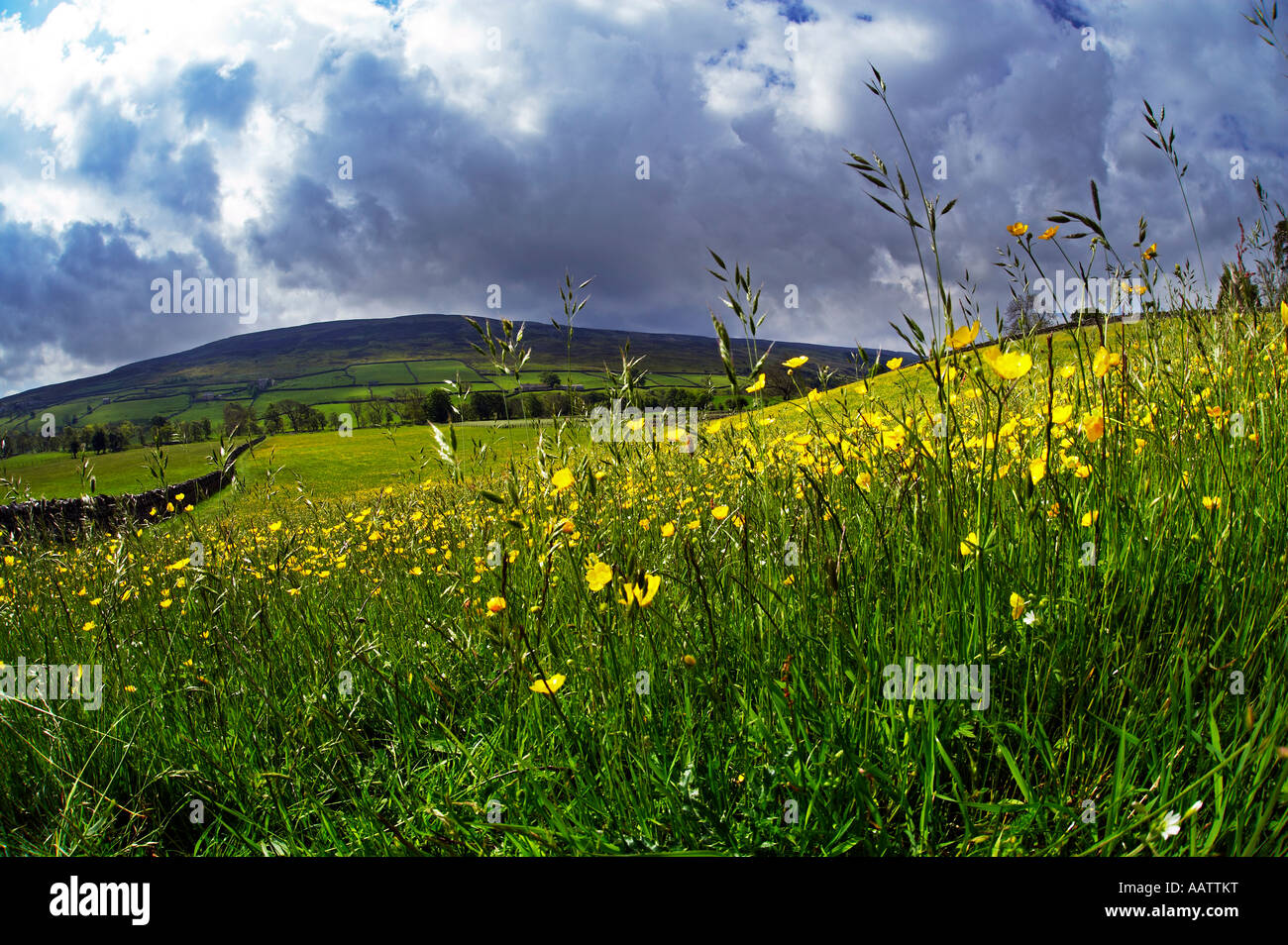 Domaine de Swaledale renoncules près de Healagh Yorkshire Dales National Park Banque D'Images
