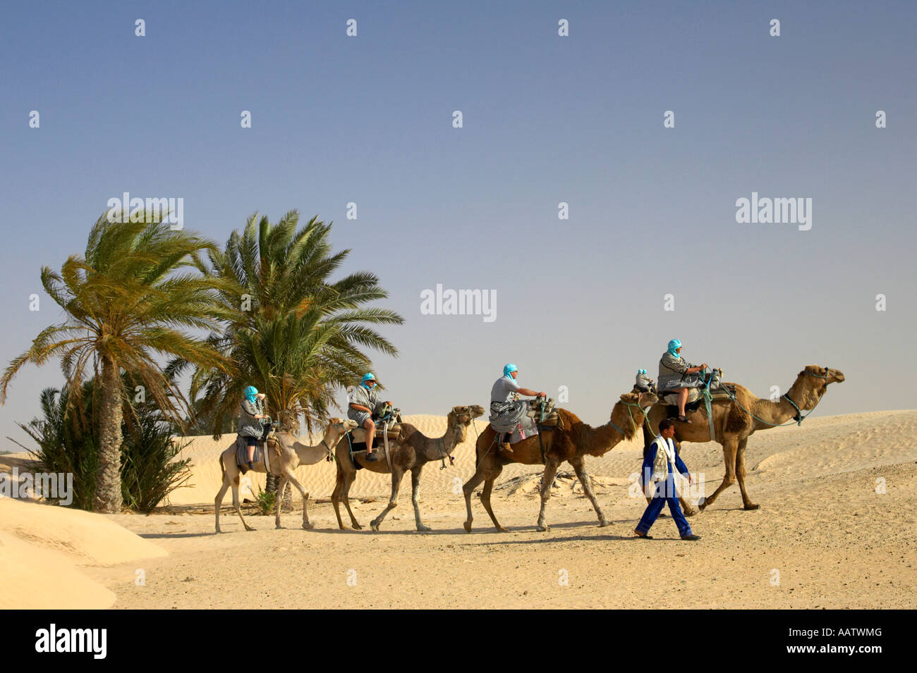 Premier guide des touristes sur des chameaux passé palmiers dans le désert du sahara à Douz, Tunisie Banque D'Images
