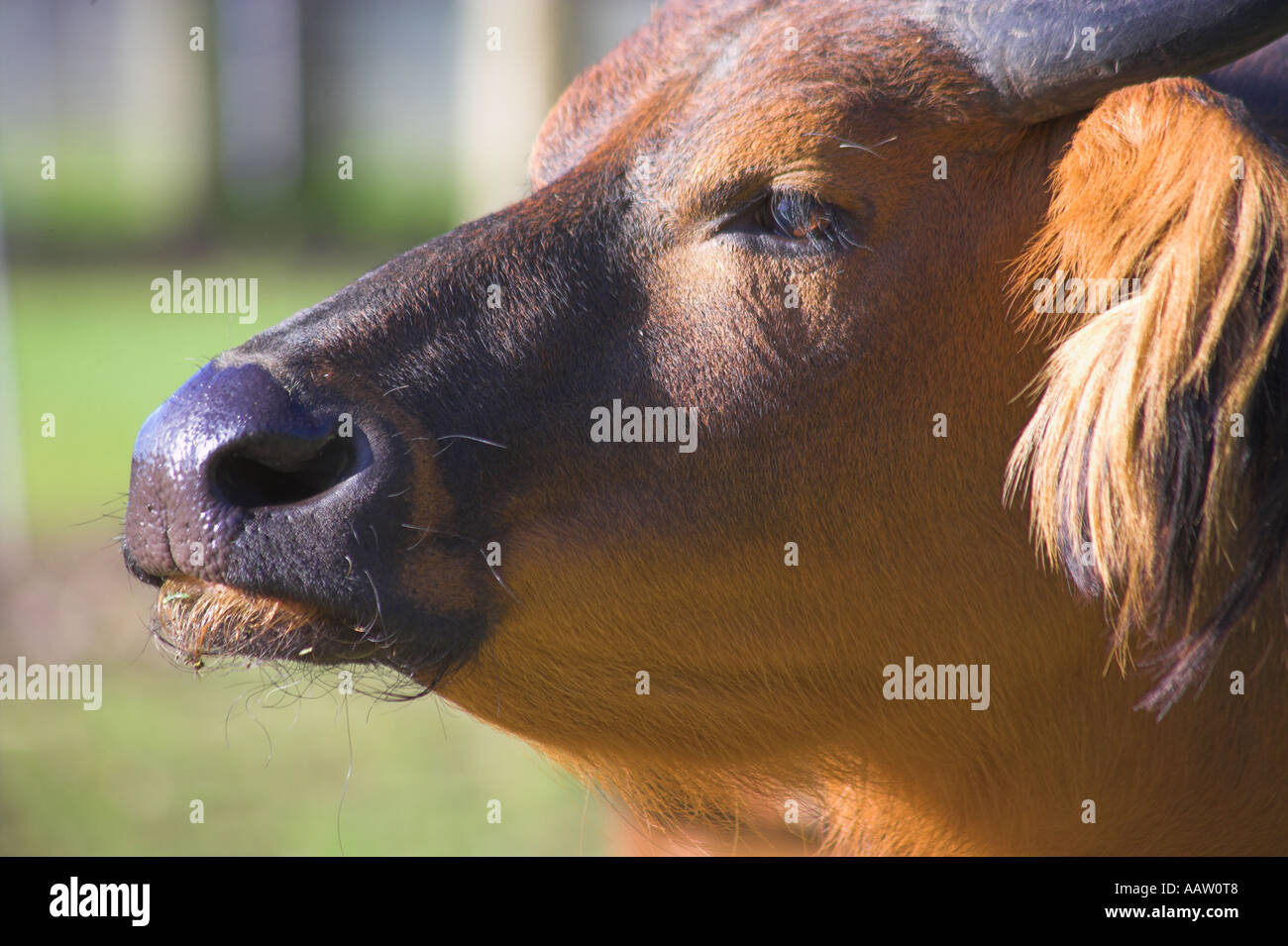 Congo Buffalo à fond à gauche profile Banque D'Images