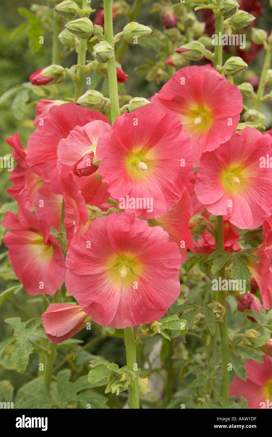 Roses trémières Banque D'Images