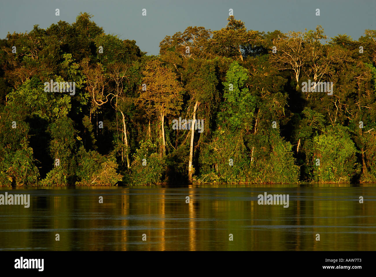 Forêt sur la rivière Yavari. Forêt Amazonienne, Yavari Vallée, Loreto, le Pérou. Banque D'Images