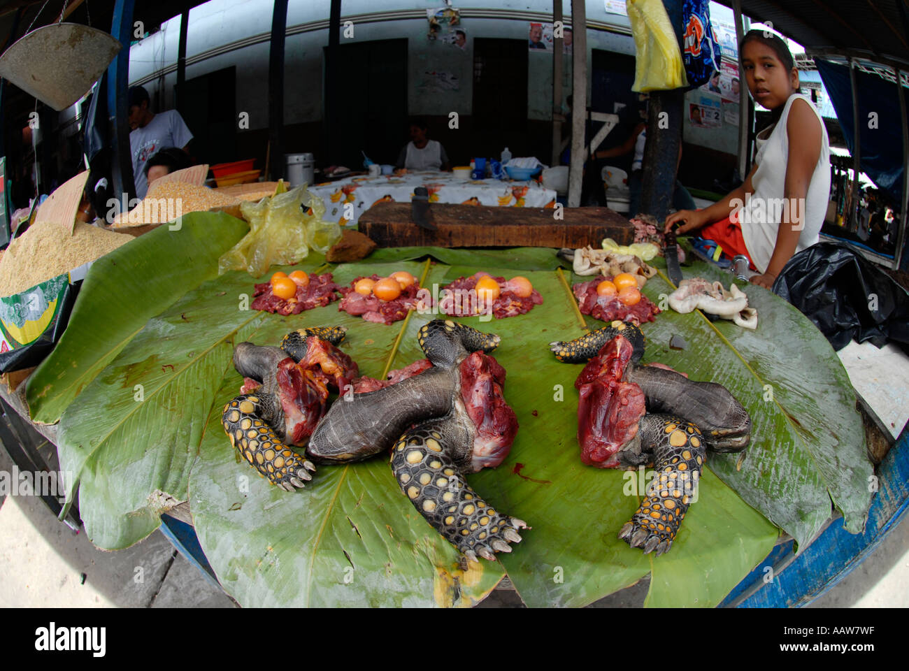 La viande de tortue à pieds jaunes en vente sur le marché de Belen, Iquitos, Pérou. Banque D'Images
