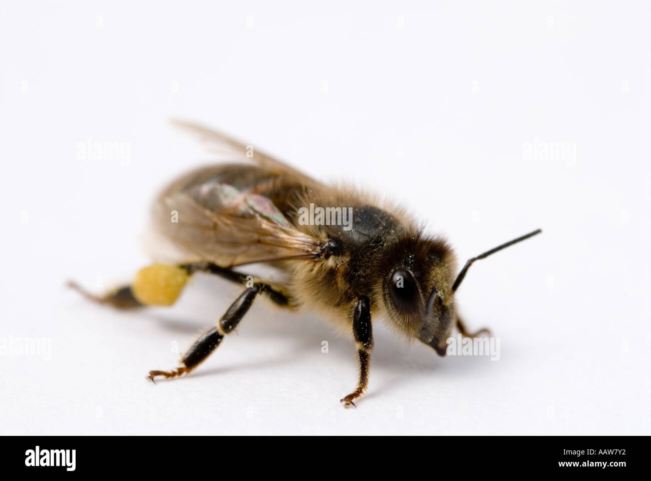 Travailleur d'abeilles Apis mellifera Banque D'Images