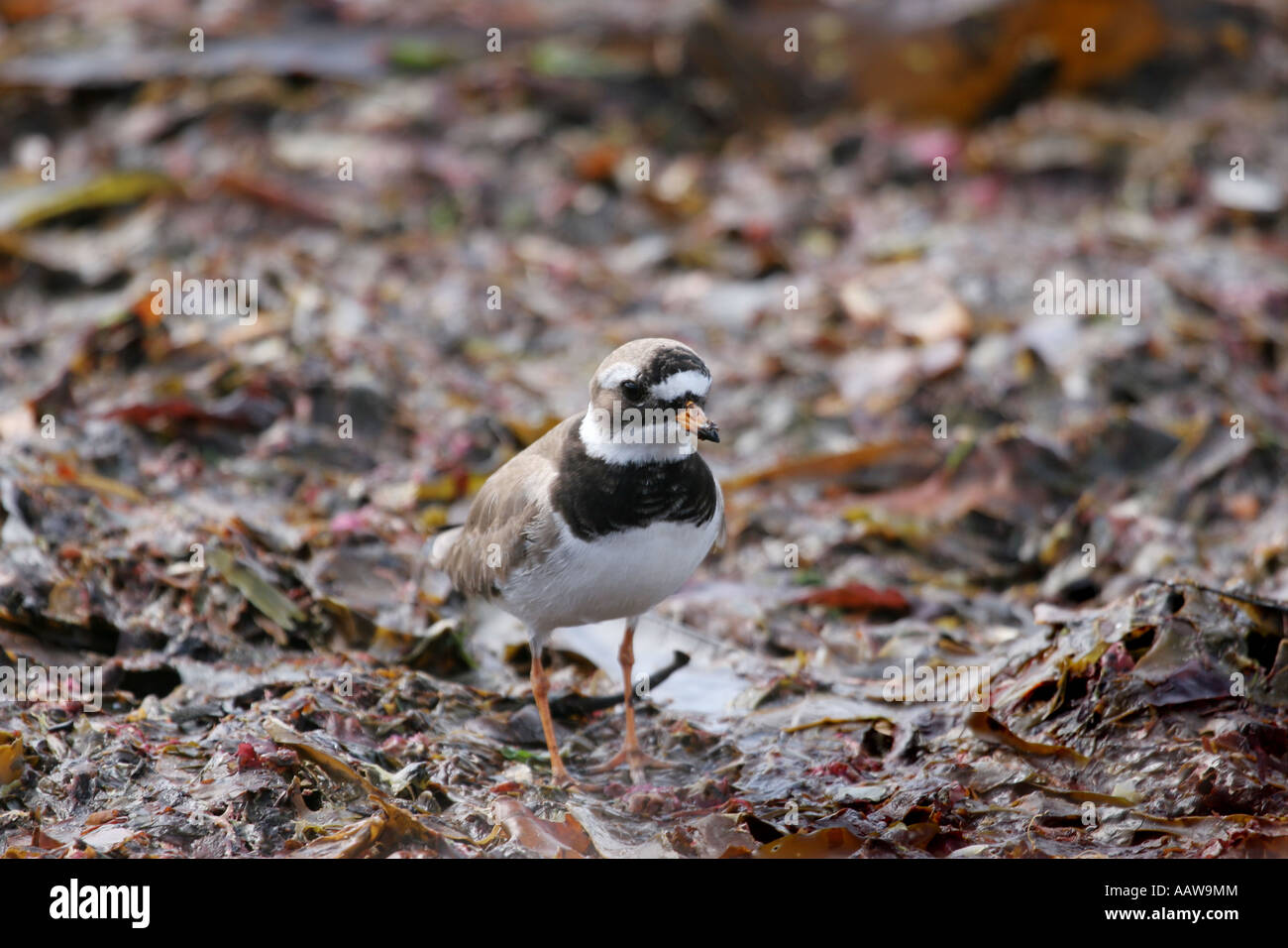 Gravelot Charadrius hiaticula Isle d'Iona en Écosse Banque D'Images