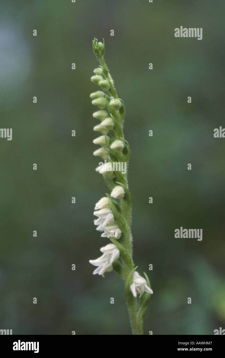 L'orchid Lady's rampante Goodyera repens, Tresses Banque D'Images