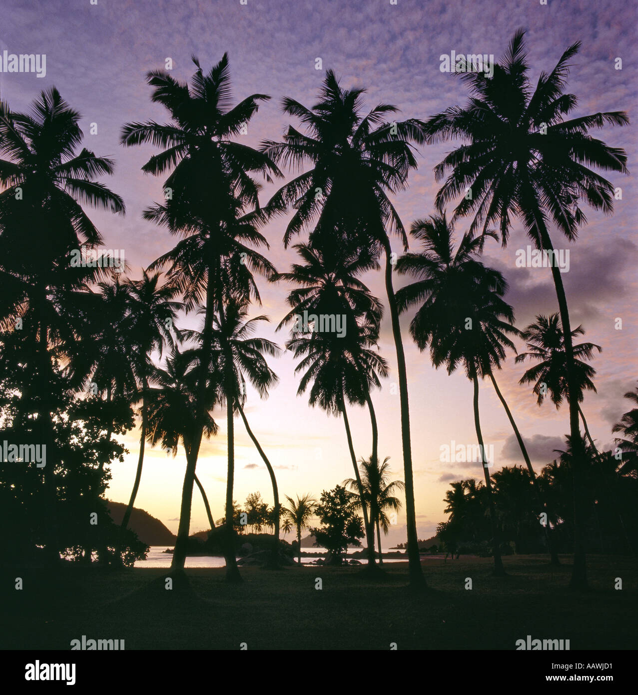 Seychelles, palmiers matures près de Port Glaude, Mahé Banque D'Images