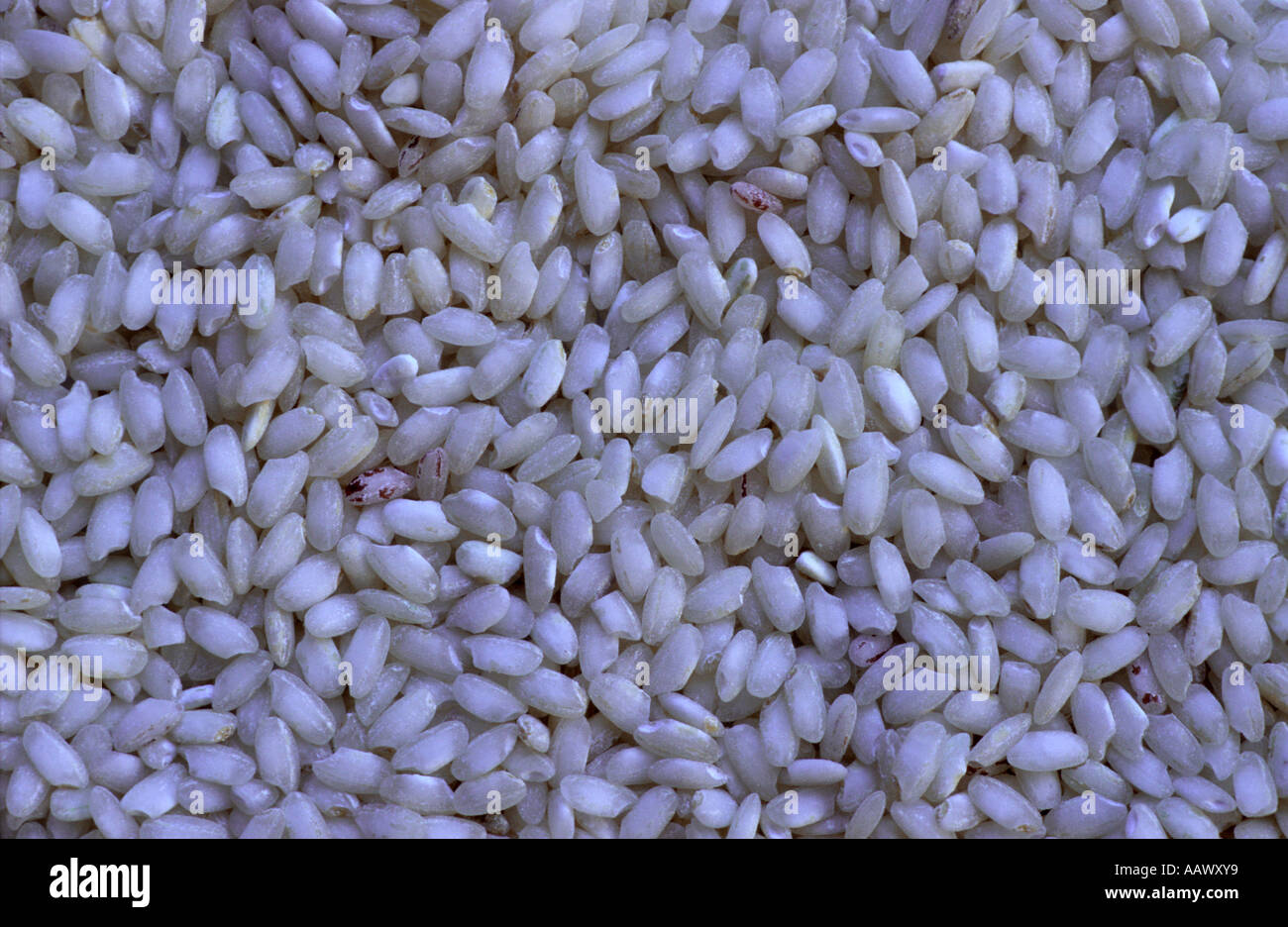 Les grains de riz risotto Arborio de l'Italie Banque D'Images