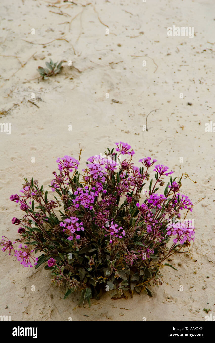 Fleur pourpre siècle dans le sable du désert blanc Banque D'Images