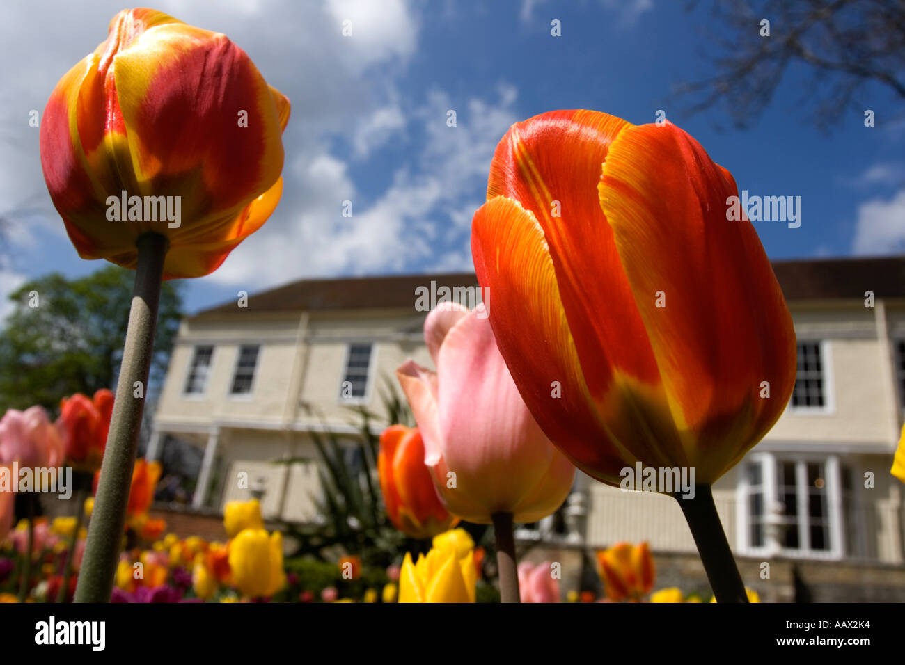 Close-up de tulipes en face de Lauderdale House, Waterlow Park, Highgate, Londres, Angleterre, Royaume-Uni Banque D'Images