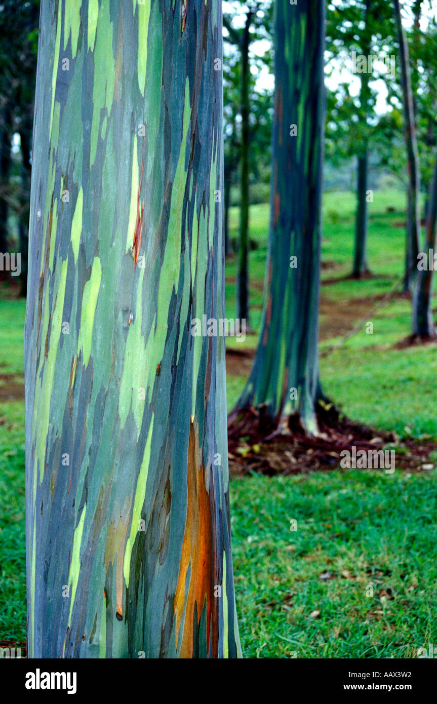 PH-87 EUCALYPTUS ARC-EN-CIEL GROVE Banque D'Images