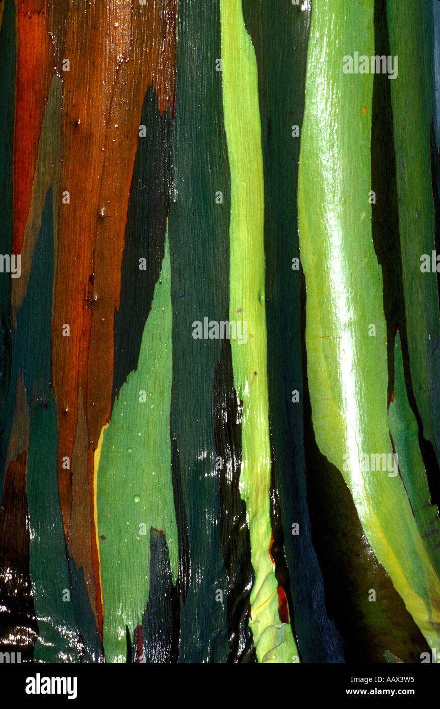 PH-92 EUCALYPTUS ARC-EN-CIEL HUMIDE CLOSE-UP Banque D'Images