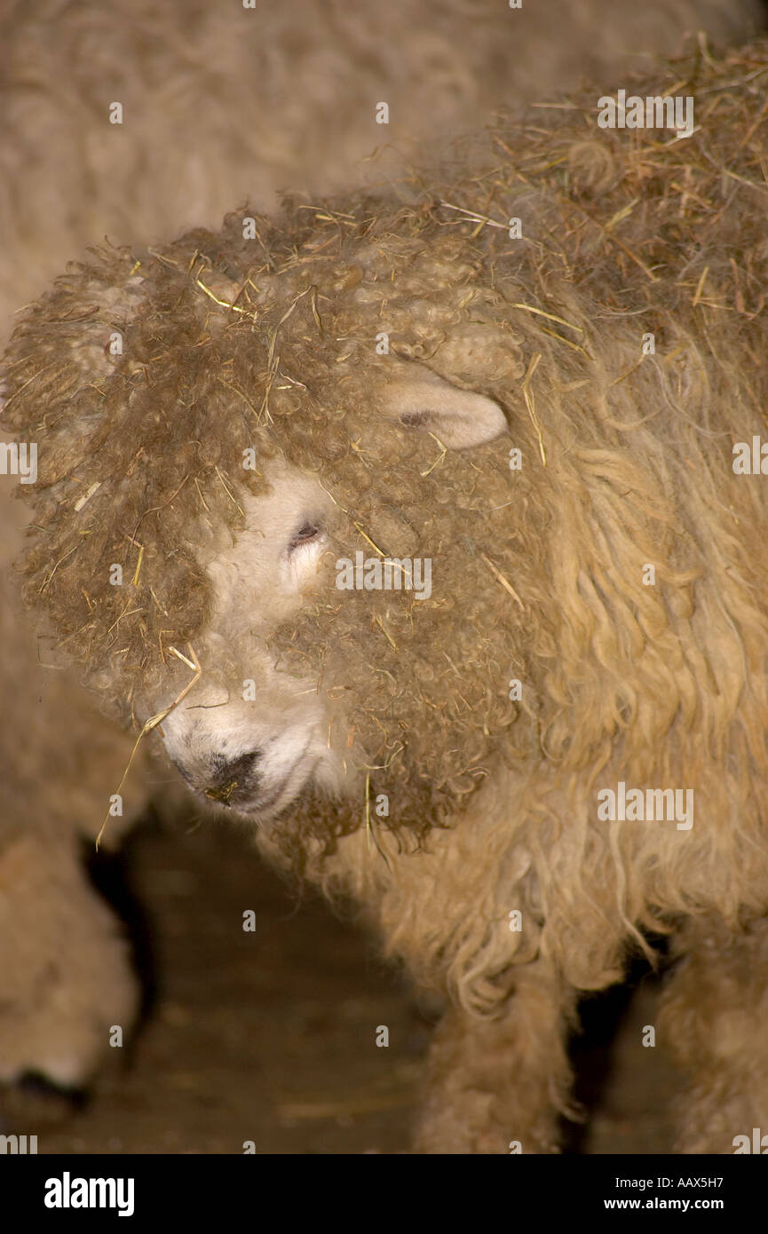 Un adulte seul face gris moutons Dartmoor à l'intérieur recouvert de paille Banque D'Images
