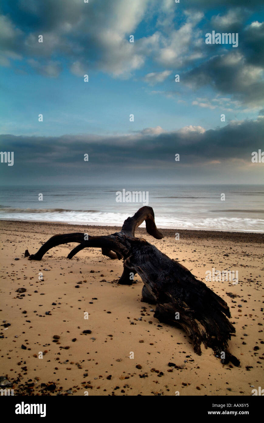 Arbre échoué sur la plage de Covehithe Suffolk Banque D'Images