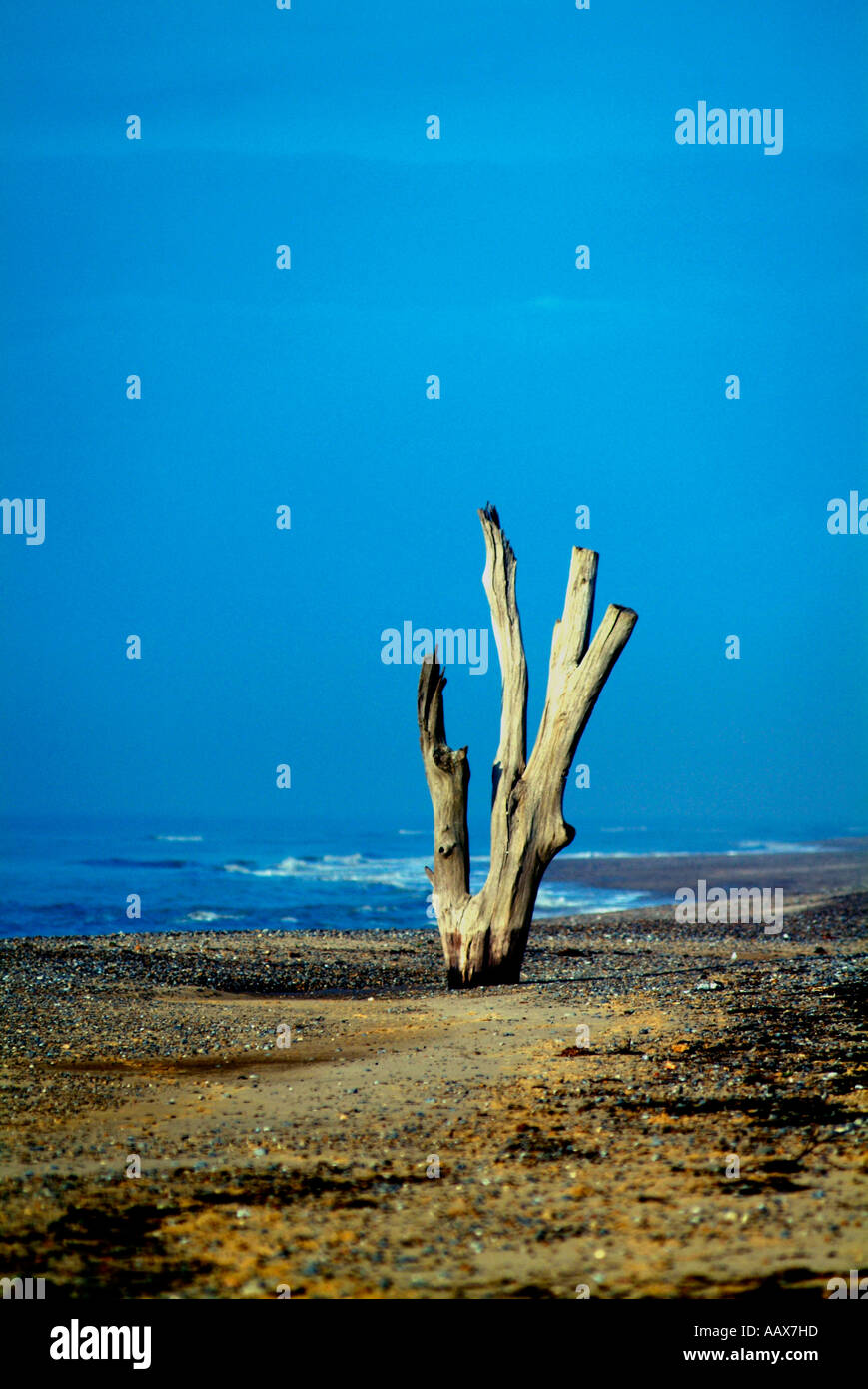 Seul arbre mort debout sur la plage à Benacre Suffolk Banque D'Images