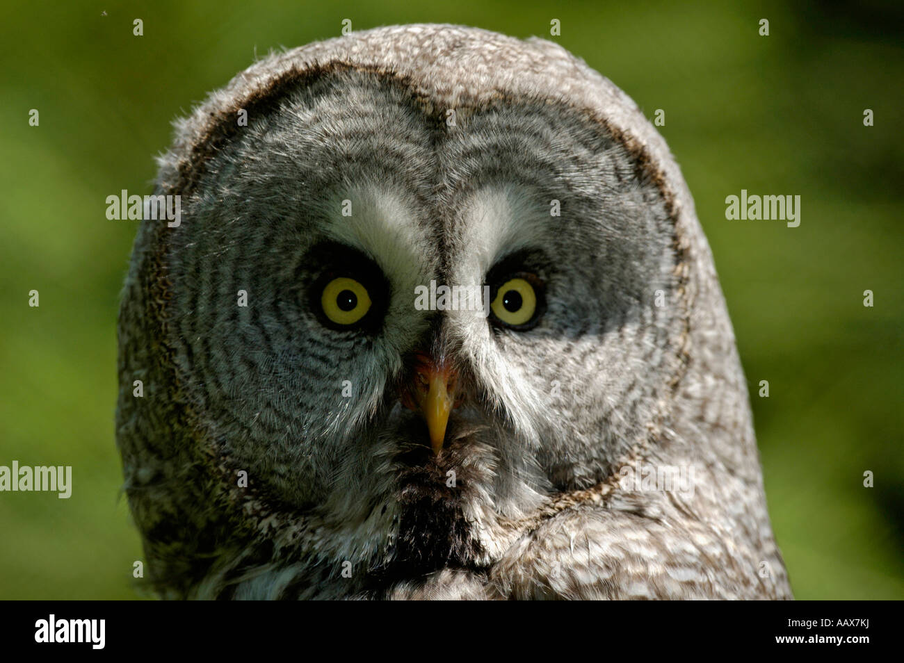 Bartkauz Chouette lapone Strix nebulosa Portrait Banque D'Images