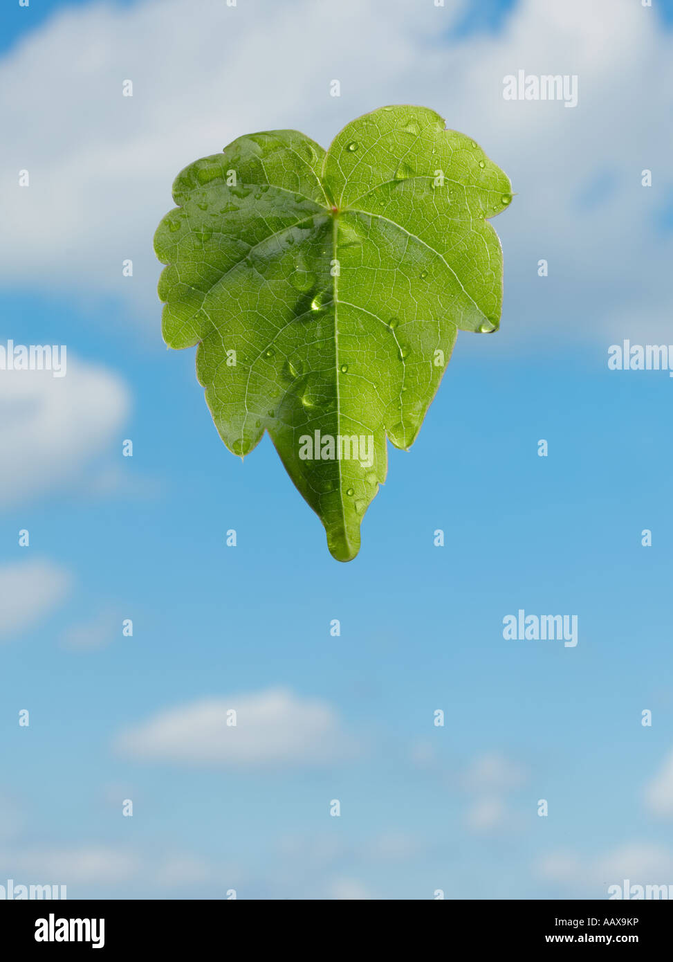 Leaf dans le ciel avec de l'eau gouttes Banque D'Images