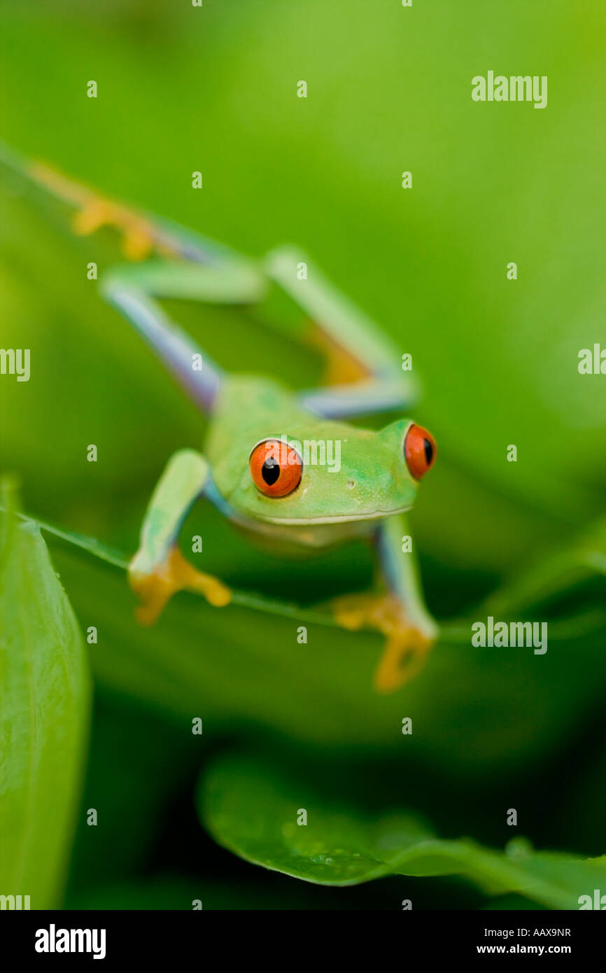 Red eyed tree frog on a leaf Banque D'Images