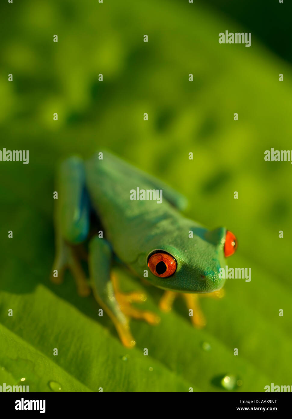 Red eyed tree frog on a leaf Banque D'Images