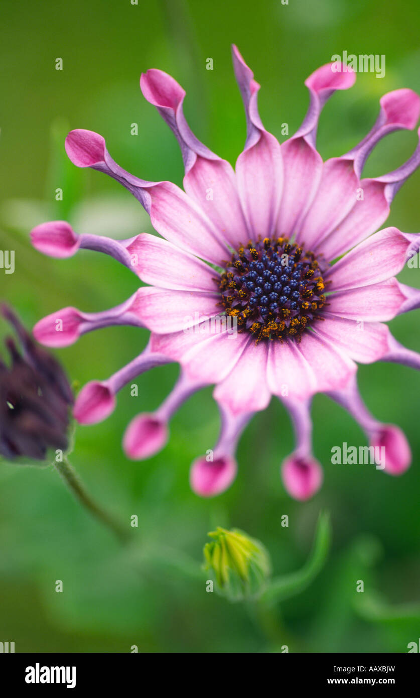 Portrait photographique de fleurs rose rose Osteospermum Sérénité P Compositae Asteraceae Une Ecosse UK Banque D'Images