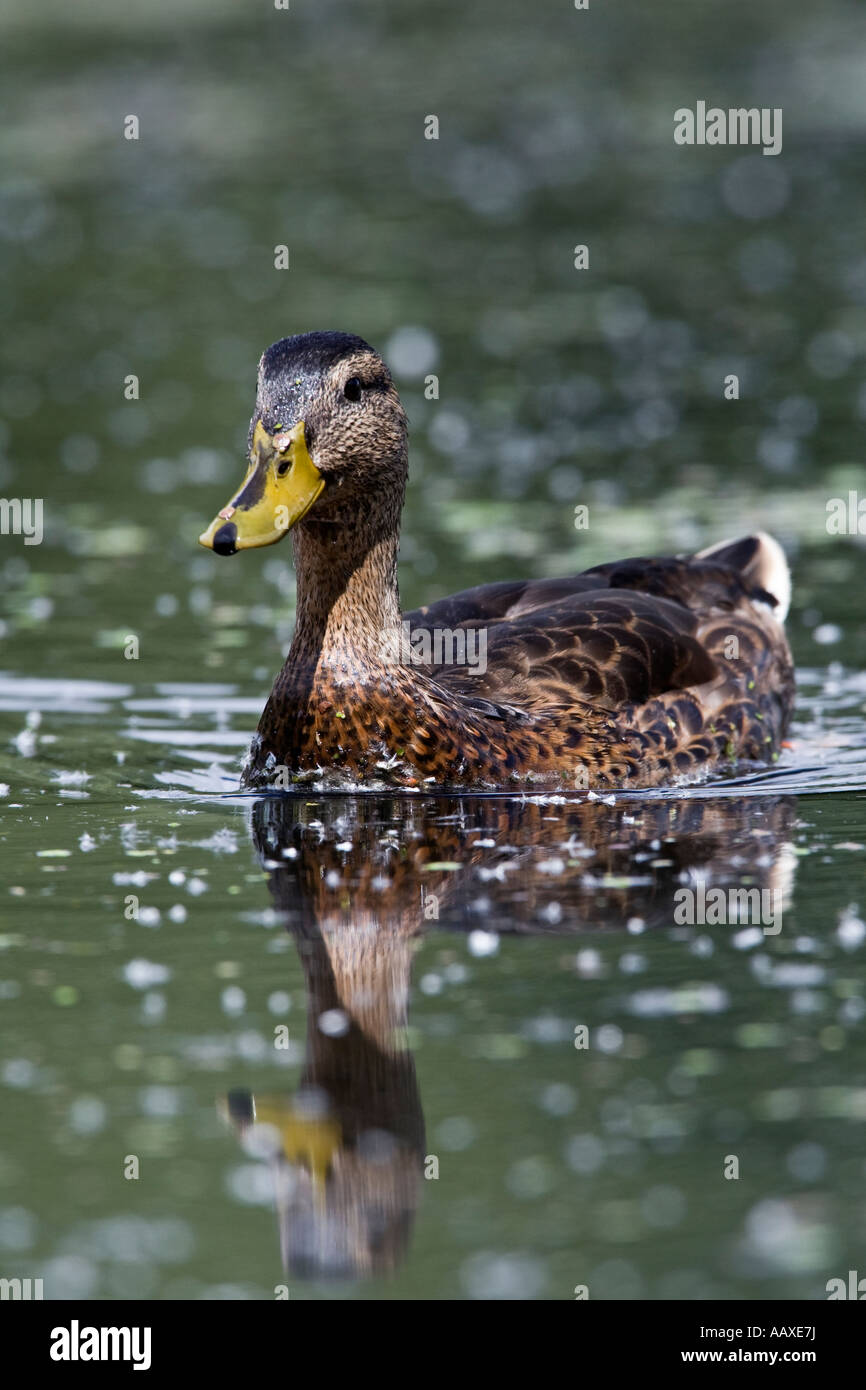 Canard colvert Anas platyrhynchos femelle sur l'eau avec réflexion Priory park bedford bedfordshire Banque D'Images