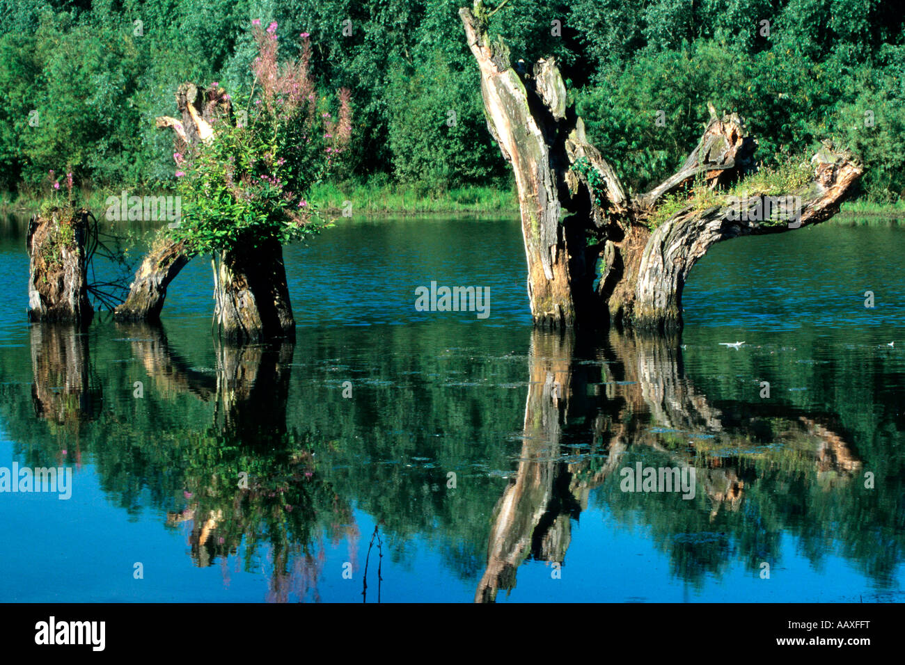 Europa Deutschland Niederrhein Ueberschwemmung Rheinaue Hochwasser am Niederrhein Banque D'Images