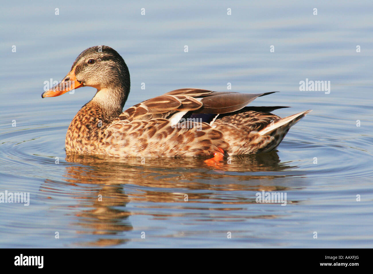 Stockente Mallard Anas platyrhynchos femelle Weibchen Banque D'Images