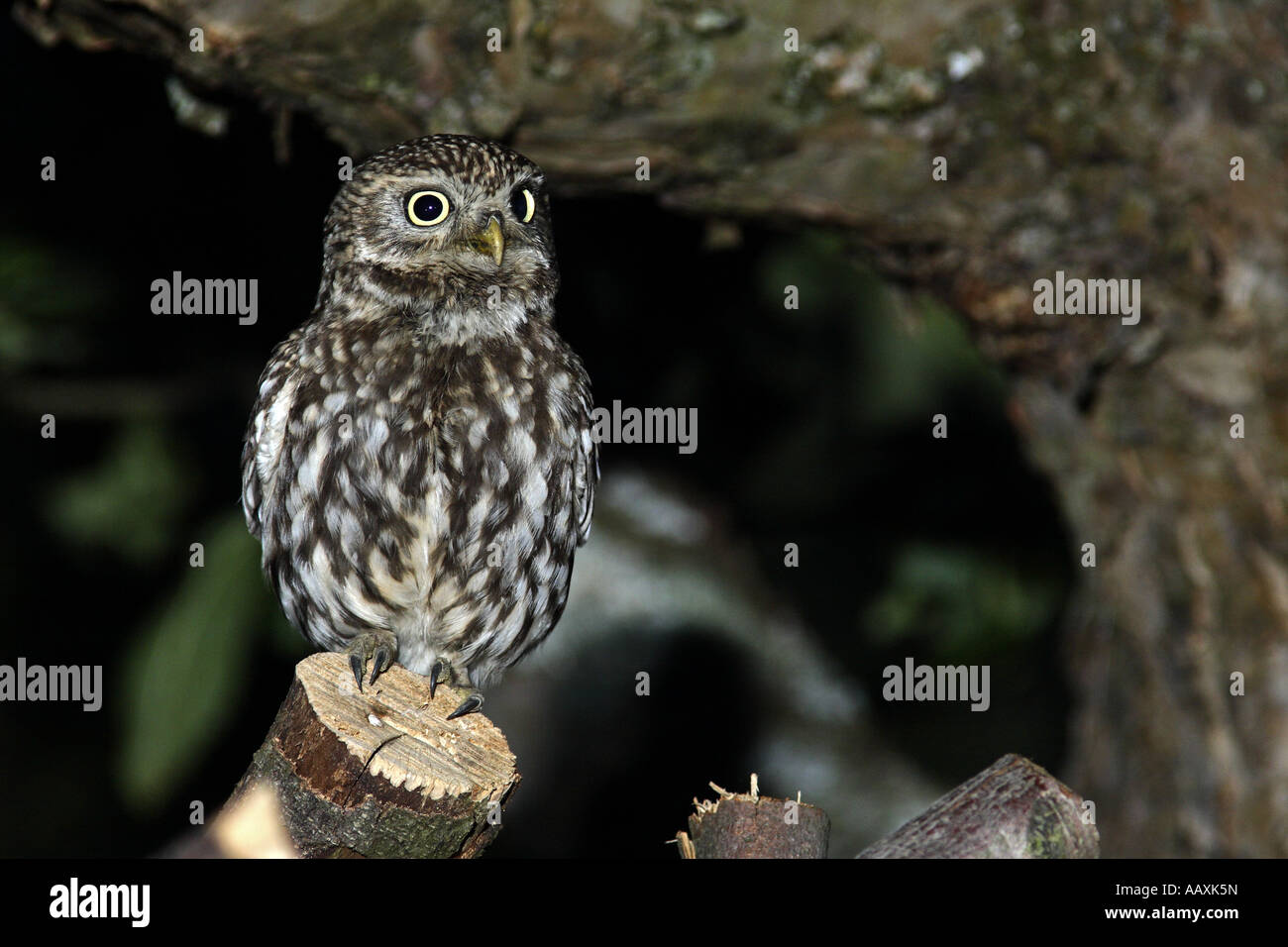 Steinkauz Athene noctua Banque D'Images