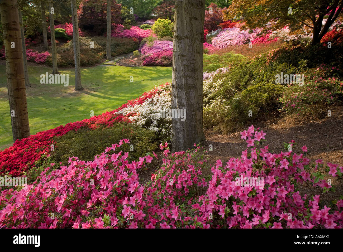 Bol à Punch Valley Gardens Parc Windsor Berkshire UK peut Banque D'Images