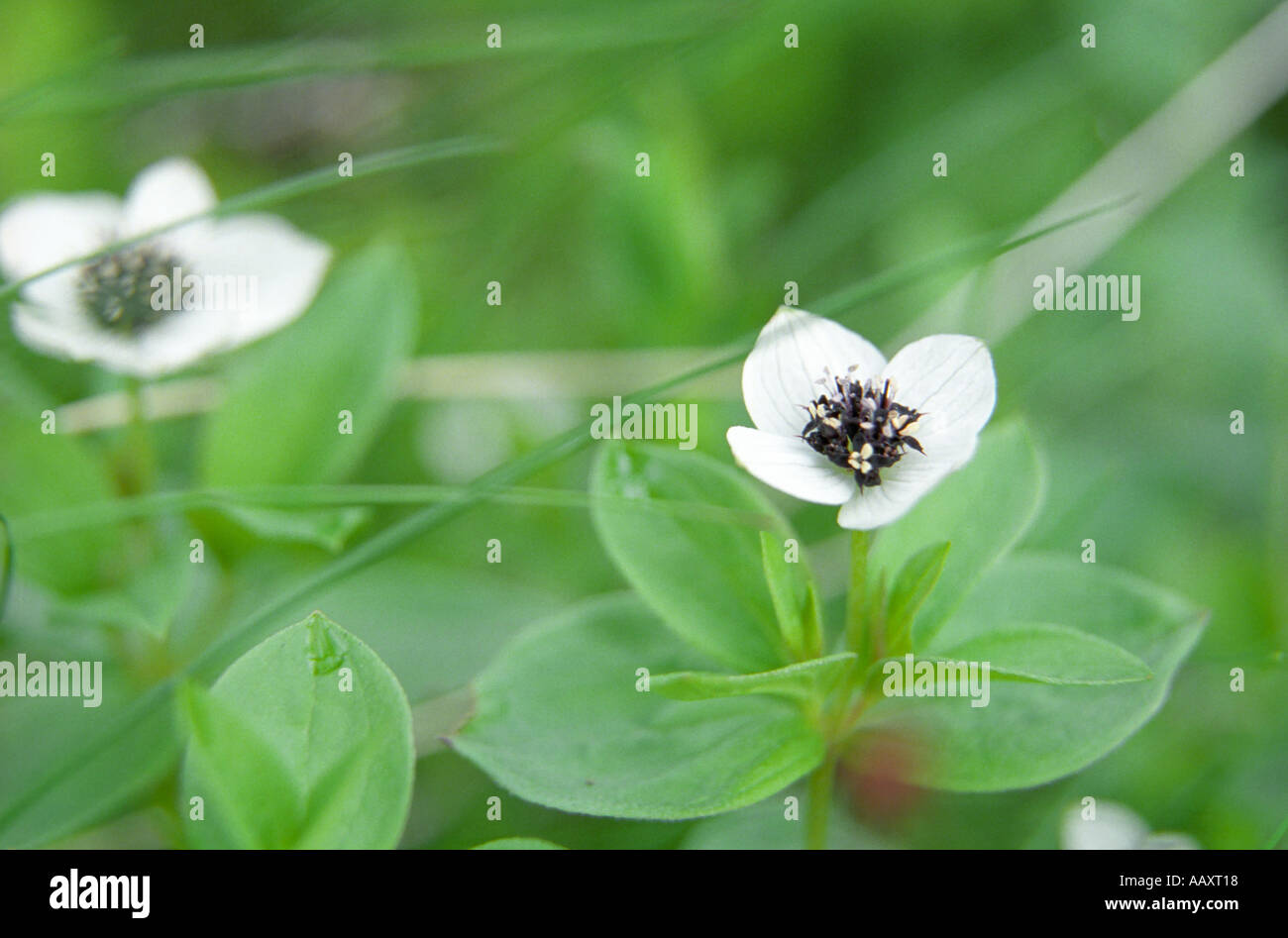 Close-up de Cornus suecica fleurs Norvège Banque D'Images
