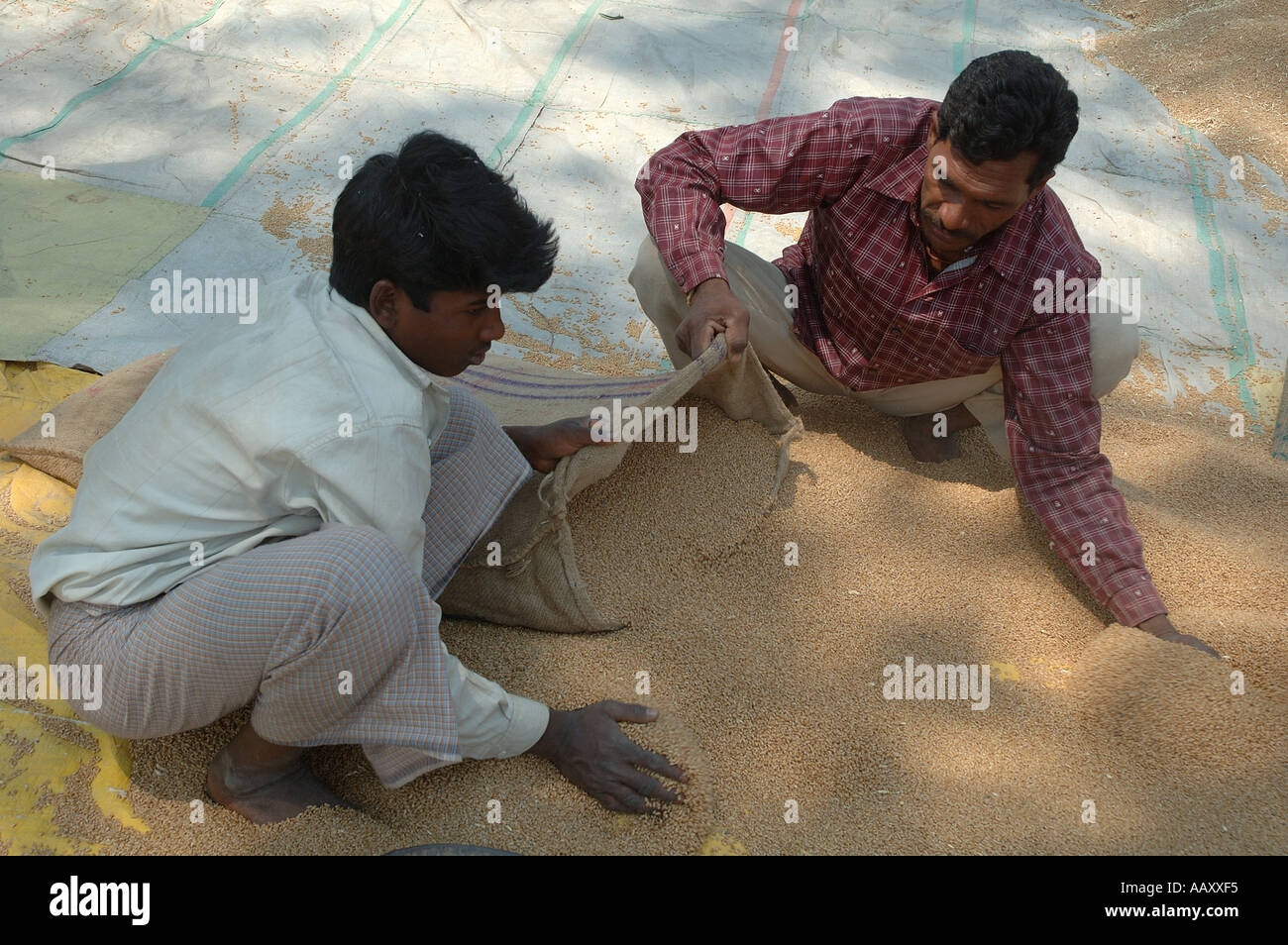 Remplissage des grains de blé en sacs de jute Village District Mahangwa Narsinghpur Madhya Pradesh Inde - ANA 99973 Banque D'Images