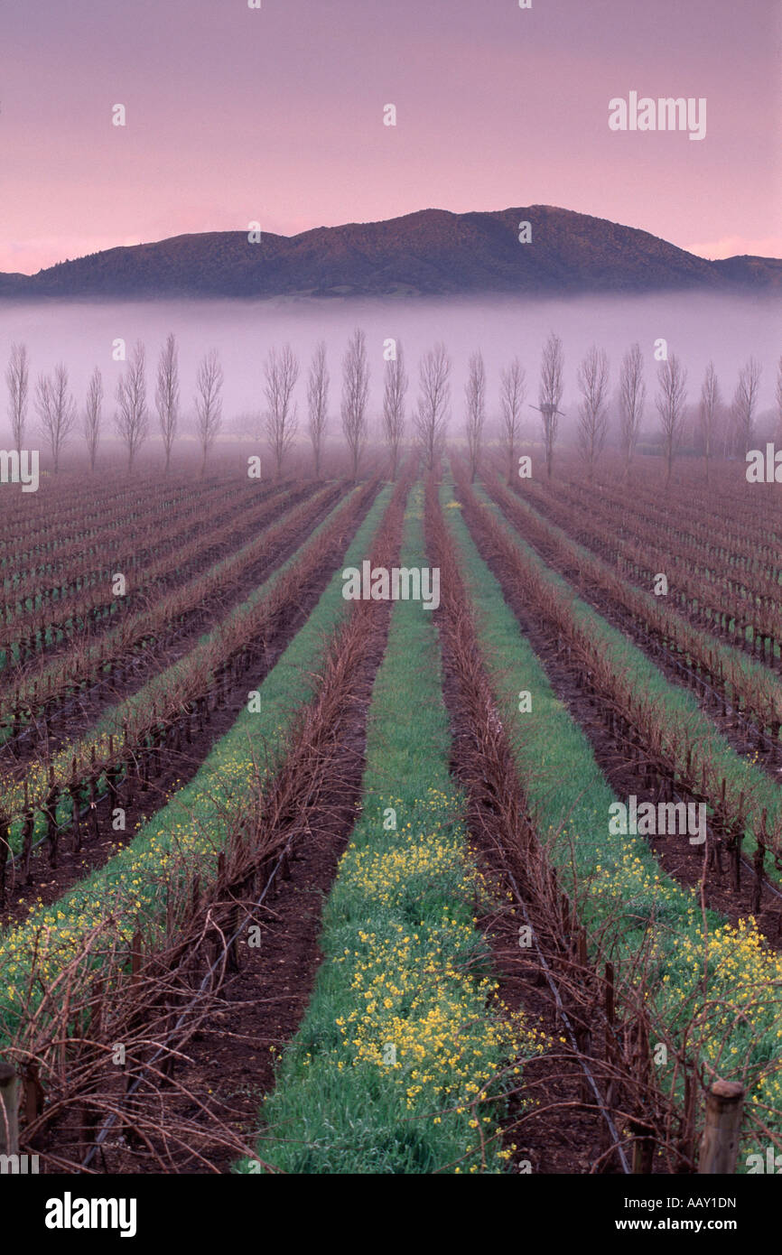 Vignobles de la Napa Valley en hiver avec brouillard au sol au lever du soleil montrant dormaint vertical de la vigne Banque D'Images