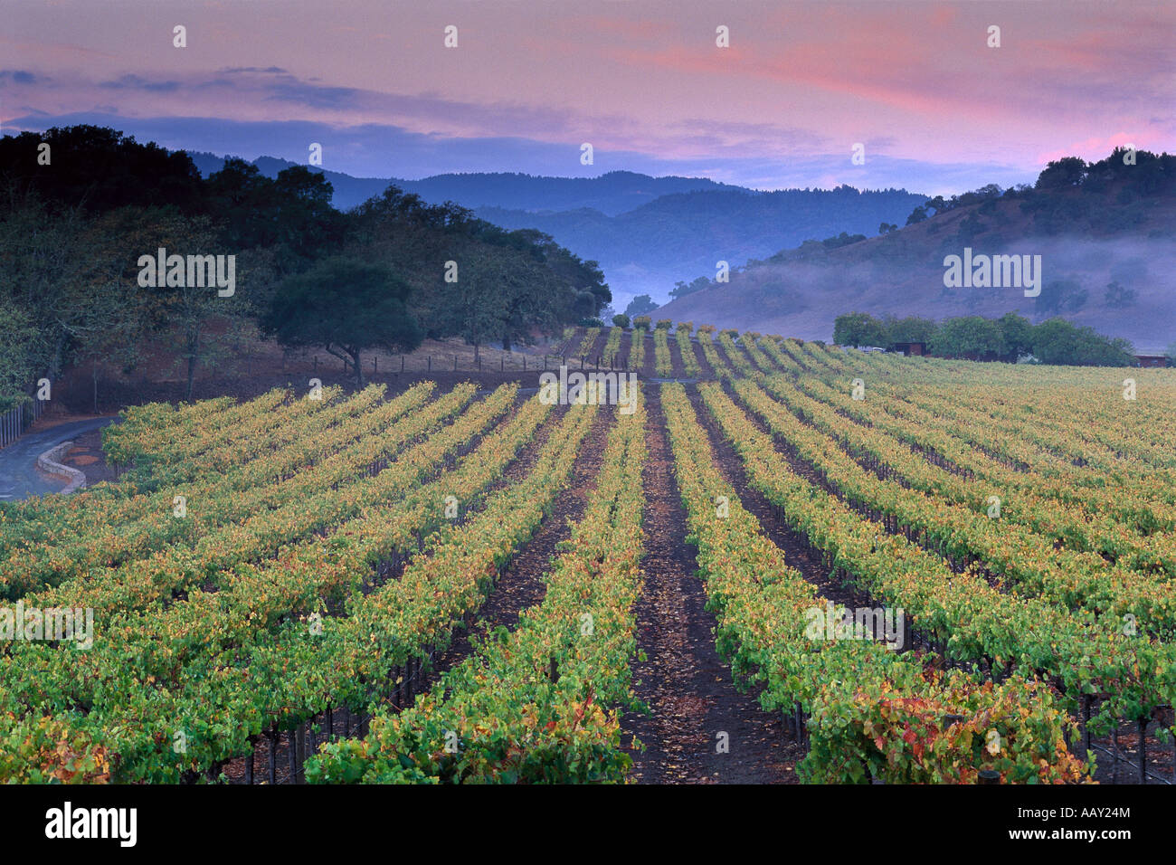 Pastel coloré lever du soleil dans les vignobles de Napa Valley Wine Country of Northern California United States l'horizontale Banque D'Images