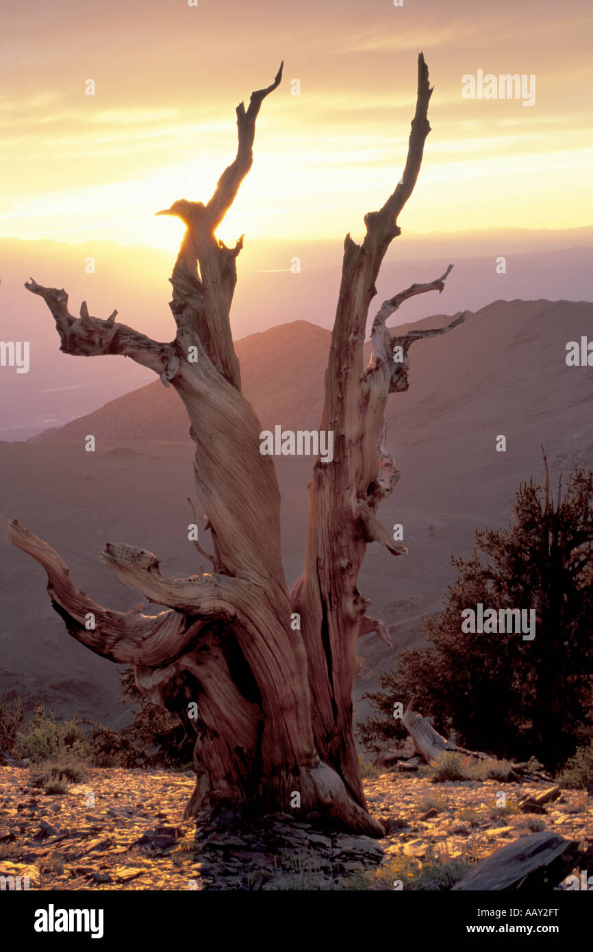 Ancient bristlecone pine tree dans les Montagnes Blanches de la Californie au coucher du soleil Banque D'Images