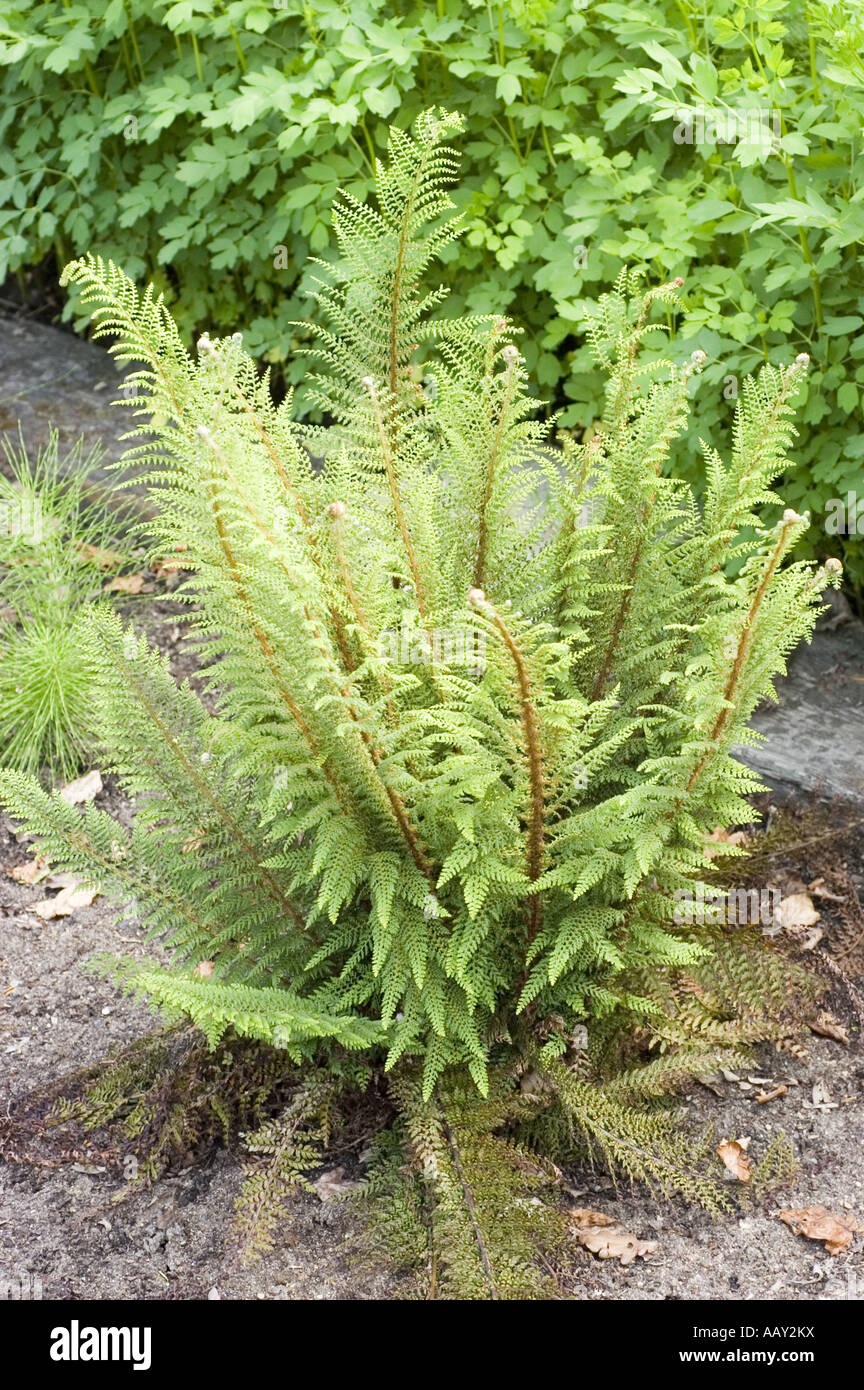 Plante verte de protection souple ; fougère fougère Polystichum setiferum -  Couverture Photo Stock - Alamy