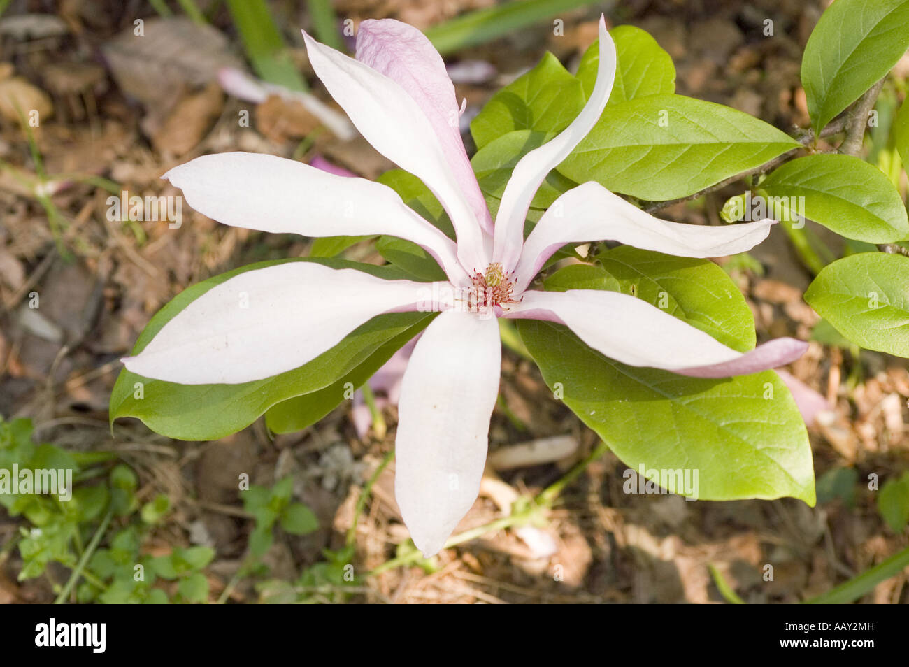 Blanc Rose fleurs de printemps de Magnolia Susan, M. denudata Nigra X M. stellata rosea Banque D'Images