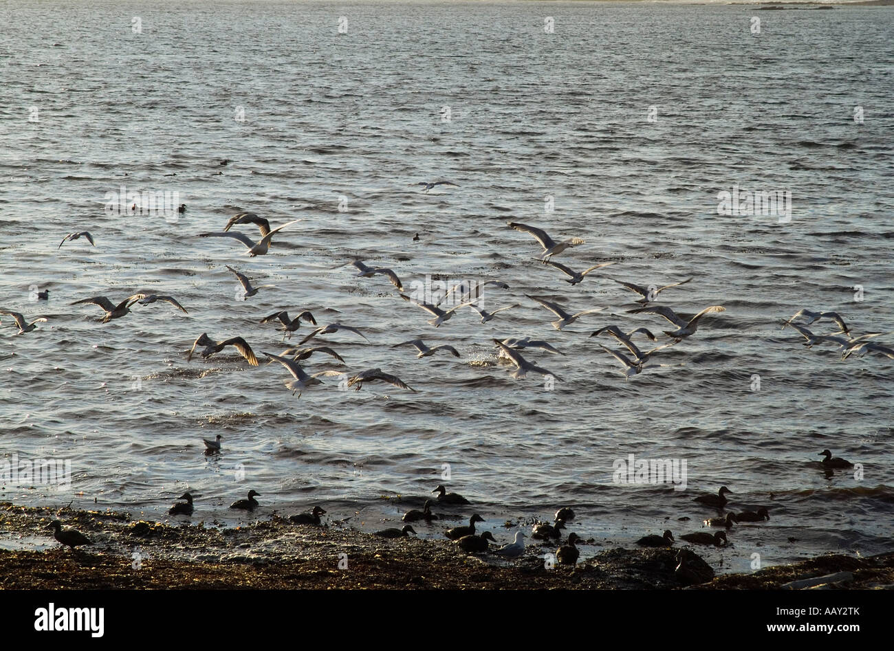 dh Mouettes communes OISEAUX ORKNEY mouettes volants et Eider canards se nourrissant le long du rivage mouche battant goéland uk prendre des troupeaux d'oiseaux de vol Banque D'Images