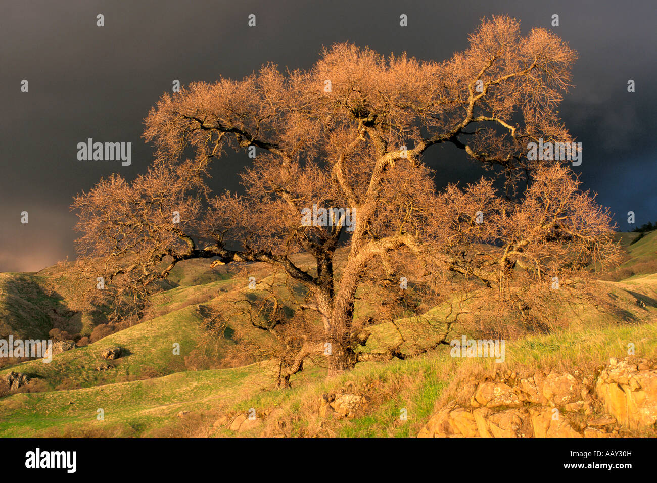 Vieux Chêne géant rouge avec la lumière du soleil sur le flanc pendant une tempête en Californie l'horizontale Banque D'Images