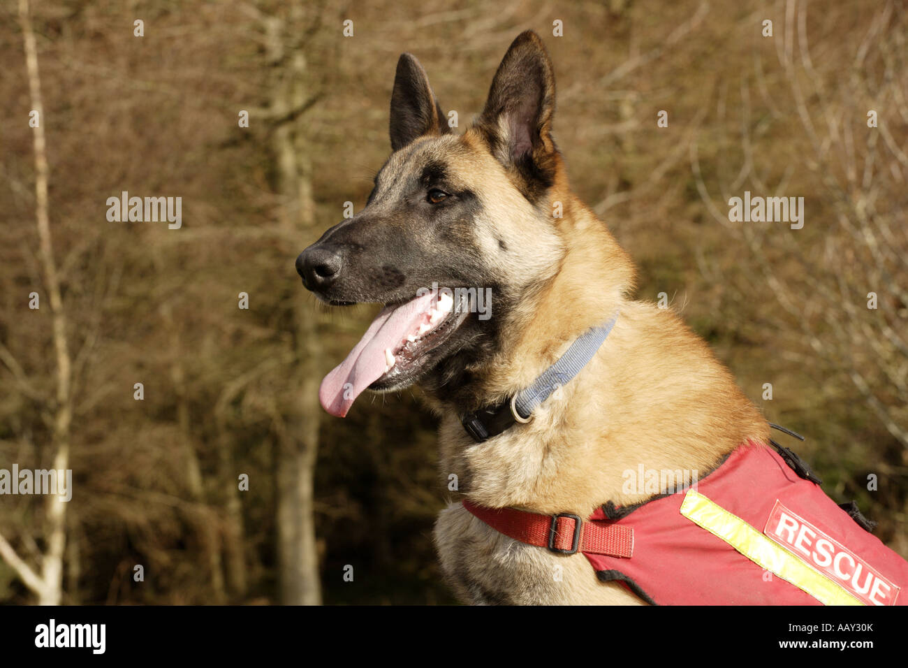 Chien de sauvetage Sauvetage en montagne jeune chien berger belge vous attend pour être formés Galloway Scotland UK Banque D'Images