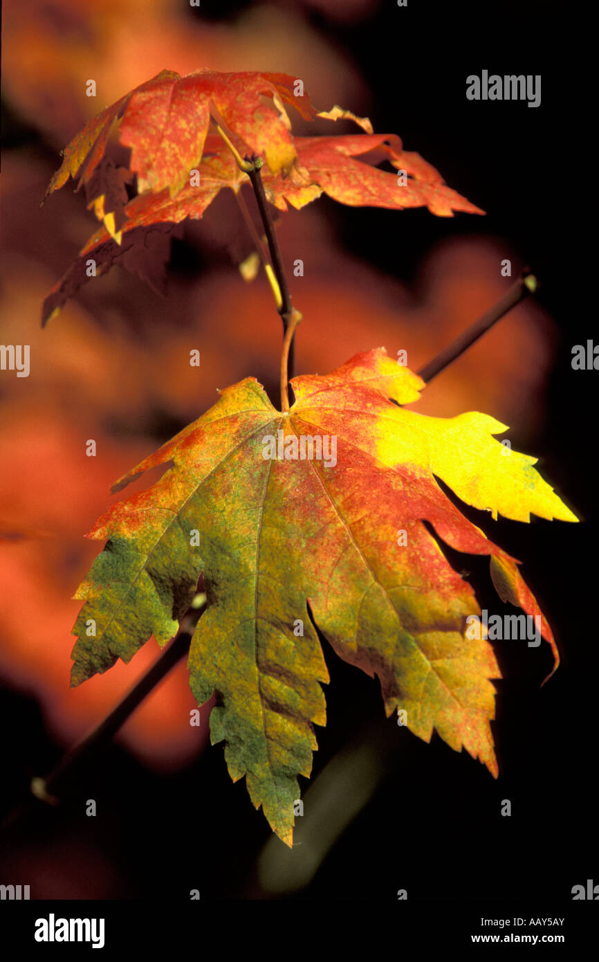 Portrait de feuille d'érable à l'automne couleurs d'automne dans les contreforts de la Californie à la verticale Banque D'Images