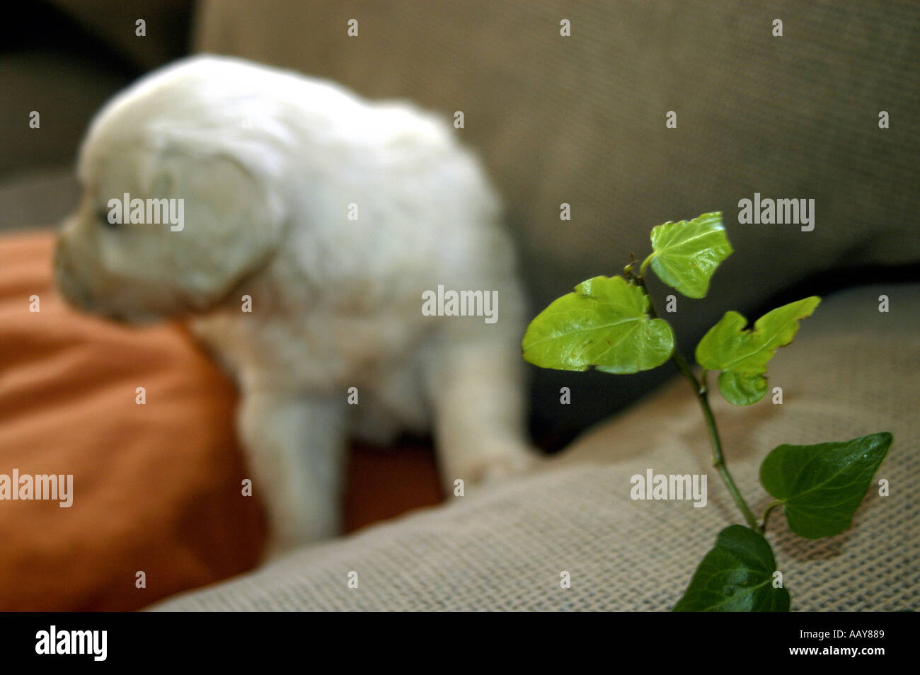 Portrait d'un bébé d'un mois Golden Retriever Nano Calvo écrit visuelle Banque D'Images