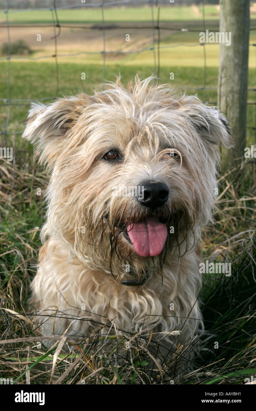 Glen of Imaal Terrier Banque D'Images